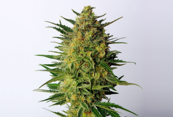 Super AK - KANNABIA SEED | TanieSianie.pl