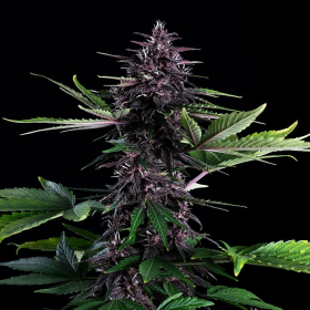 Swiss Dream Rosé CBD Auto - KANNABIA SEED | TanieSianie.pl