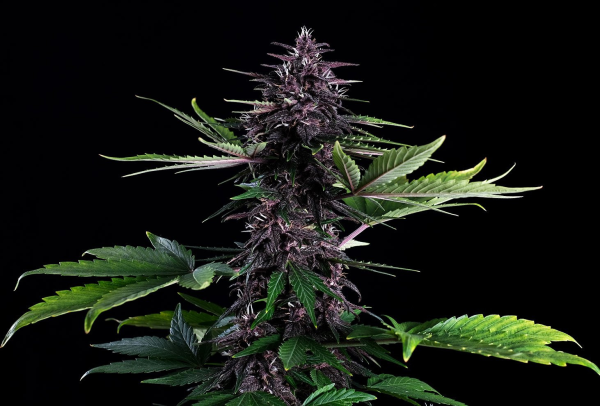 Swiss Dream Rosé CBD Auto - KANNABIA SEED | TanieSianie.pl