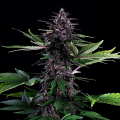 Swiss Dream Rosé CBD Auto - KANNABIA SEED