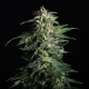 Swiss Dream CBD Auto - KANNABIA SEED | TanieSianie.pl