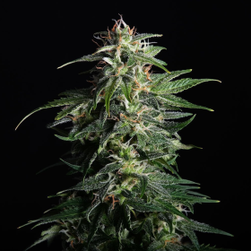 Swiss Dream CBD Auto - KANNABIA SEED | TanieSianie.pl