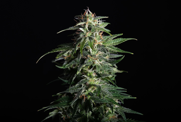 Swiss Dream CBD Auto - KANNABIA SEED | TanieSianie.pl