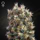 The Church - GREEN HOUSE SEEDS | TanieSianie.pl