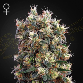 The Church - GREEN HOUSE SEEDS | TanieSianie.pl