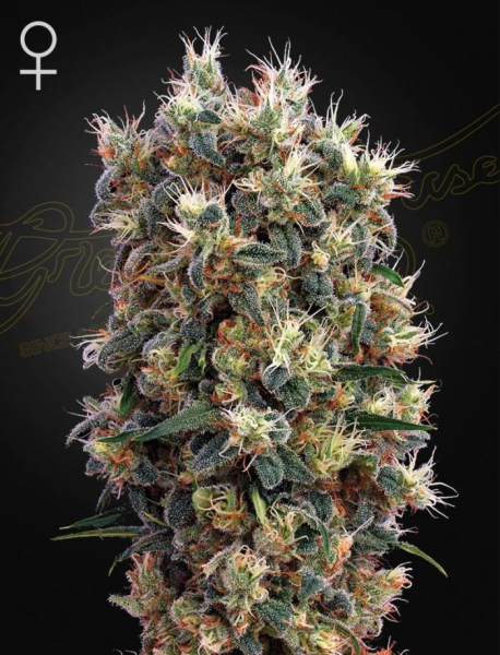 The Church - GREEN HOUSE SEEDS | TanieSianie.pl