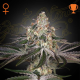 White Widow - GREEN HOUSE SEEDS | TanieSianie.pl