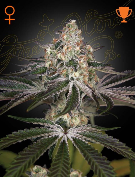 White Widow - GREEN HOUSE SEEDS | TanieSianie.pl