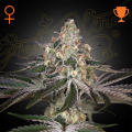 White Widow - GREEN HOUSE SEEDS