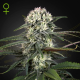 Auto Bomb - GREEN HOUSE SEEDS | TanieSianie.pl
