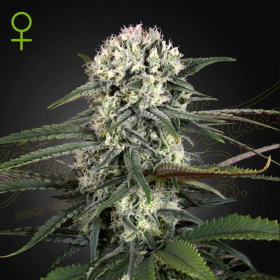Auto Bomb - GREEN HOUSE SEEDS | TanieSianie.pl