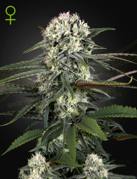 Auto Bomb - GREEN HOUSE SEEDS | TanieSianie.pl