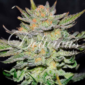 Auto Blue Ace CBD - DELICIOUS SEEDS | TanieSianie.pl