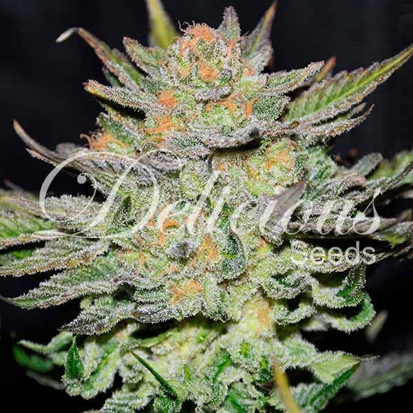 Auto Blue Ace CBD - DELICIOUS SEEDS | TanieSianie.pl