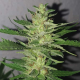 Chocobang - DELICIOUS SEEDS | TanieSianie.pl