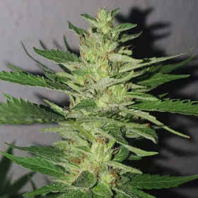 Chocobang - DELICIOUS SEEDS | TanieSianie.pl
