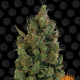 Blueberry Cheese - BARNEY'S FARM | TanieSianie.pl