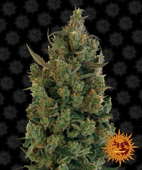 Blueberry Cheese - BARNEY'S FARM | TanieSianie.pl