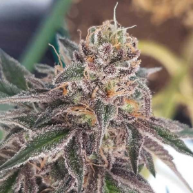 Delicious Cookies - DELICIOUS SEEDS | TanieSianie.pl
