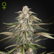 Green O Matic - GREEN HOUSE SEEDS | TanieSianie.pl