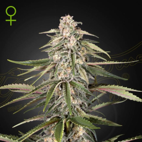 Green O Matic - GREEN HOUSE SEEDS | TanieSianie.pl