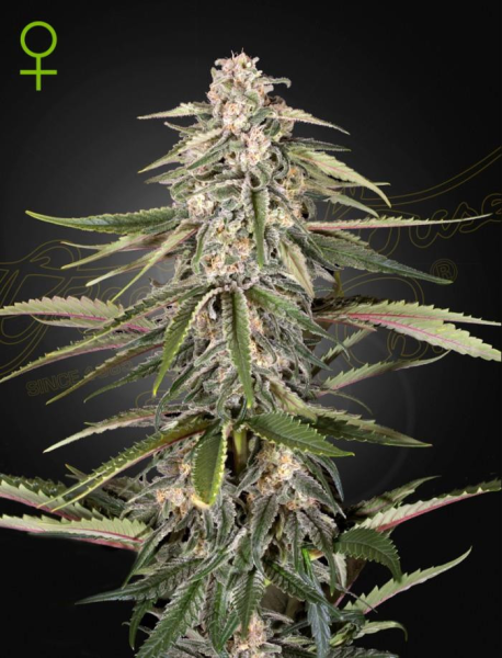 Green O Matic - GREEN HOUSE SEEDS | TanieSianie.pl