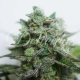 Delimed CBD Plus - DELICIOUS SEEDS | TanieSianie.pl