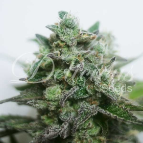 Delimed CBD Plus - DELICIOUS SEEDS | TanieSianie.pl