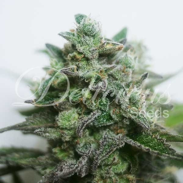 Delimed CBD Plus - DELICIOUS SEEDS | TanieSianie.pl