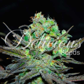 Eleven Roses - DELICIOUS SEEDS | TanieSianie.pl