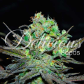 Eleven Roses - DELICIOUS SEEDS