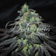 Golosa - DELICIOUS SEEDS | TanieSianie.pl