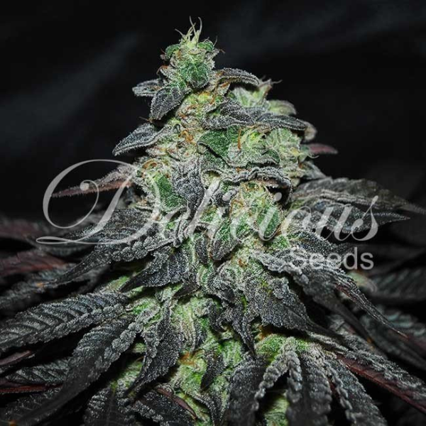 Golosa - DELICIOUS SEEDS | TanieSianie.pl