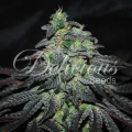 Golosa - DELICIOUS SEEDS
