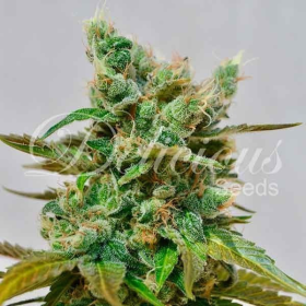 Honey Bells CBD - DELICIOUS SEEDS | TanieSianie.pl
