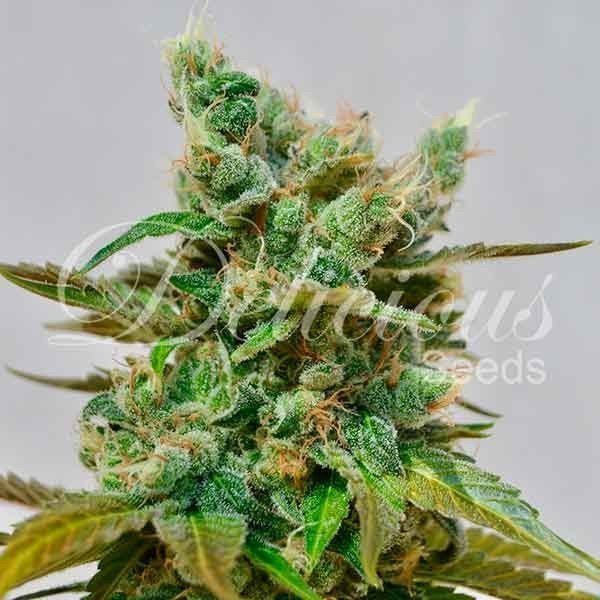 Honey Bells CBD - DELICIOUS SEEDS | TanieSianie.pl