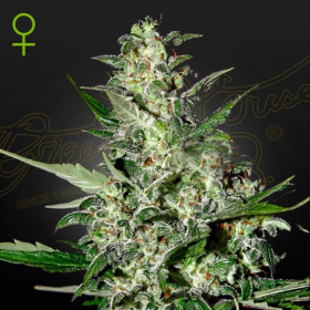 Super Critical Auto - GREEN HOUSE SEEDS | TanieSianie.pl