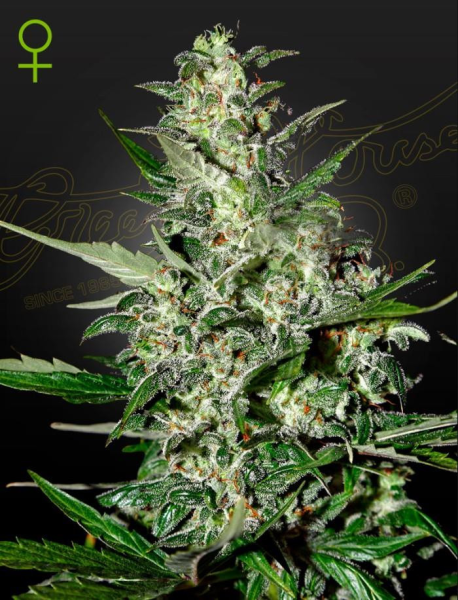 Super Critical Auto - GREEN HOUSE SEEDS | TanieSianie.pl