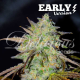 Marmalate Early Version - DELICIOUS SEEDS | TanieSianie.pl