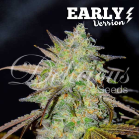 Marmalate Early Version - DELICIOUS SEEDS | TanieSianie.pl