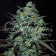 Northern Light Blue THC-FREE - DELICIOUS SEEDS | TanieSianie.pl