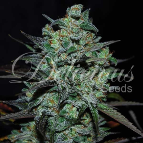 Northern Light Blue THC-FREE - DELICIOUS SEEDS | TanieSianie.pl