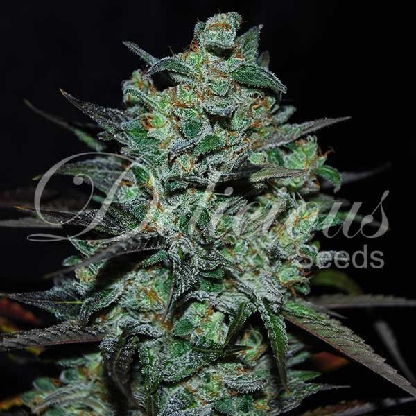 Northern Light Blue THC-FREE - DELICIOUS SEEDS | TanieSianie.pl