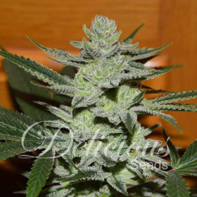 Unknown Kush - DELICIOUS SEEDS | TanieSianie.pl
