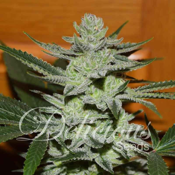 Unknown Kush - DELICIOUS SEEDS | TanieSianie.pl