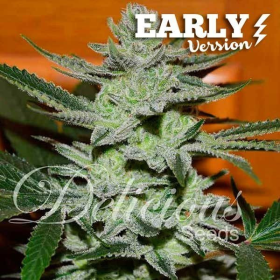 Unknown Kush Early Version - DELICIOUS SEEDS | TanieSianie.pl