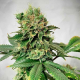 Descojack - DELICIOUS SEEDS | TanieSianie.pl