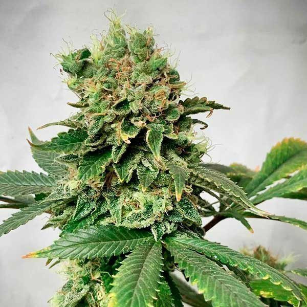 Descojack - DELICIOUS SEEDS | TanieSianie.pl