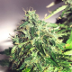 Auto Cannabis Light - MINISTRY OF CANNABIS | TanieSianie.pl