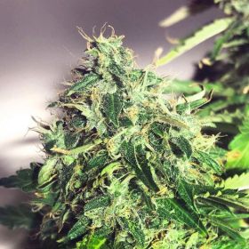Auto Cannabis Light - MINISTRY OF CANNABIS | TanieSianie.pl